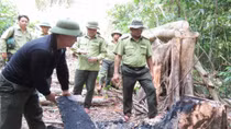 Rừng già Trường Sơn đang bị “xẻ thịt”?