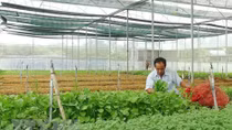 Xuất khẩu rau quả ước đạt 934 triệu USD trong 3 tháng đầu năm
