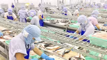Kỳ vọng ngành cá tra sớm vượt qua khó khăn hậu COVID-19