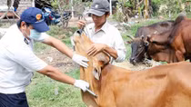 Sản xuất thành công vaccine phòng bệnh lở mồm long móng ở gia súc