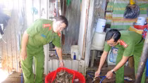 Chính phủ sẽ “tuyên chiến” với hành vi bơm tạp chất vào tôm