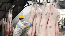 Giá thịt lợn dự kiến sẽ tăng