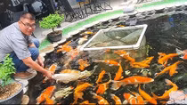 Chơi Cá Koi thu hút mọi lứa tuổi 