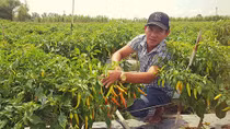 Nông nghiệp sạch giúp nông dân thoát nghèo