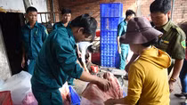 Tiêu hủy hơn 4 tấn thịt heo nhiễm dịch tả heo Châu Phi