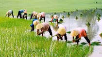 Đi cấy đầu xuân