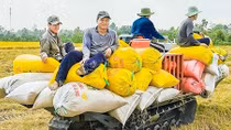 Nông dân miền Tây Nam Bộ “thắng đậm” vụ đông xuân