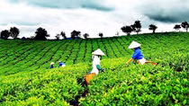 Hương cốm vùng trà đồi son