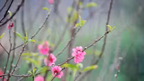 Hoa xuân