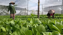 Nhiều ưu đãi khuyến khích phát triển nông nghiệp hữu cơ