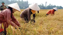 Mùa gặt