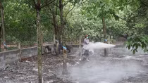 Bình Phước tái phát 3 ổ dịch tả lợn Châu Phi, người dân lo lắng