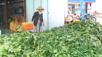 Cảnh giác với kiểu thu mua nông sản “lạ”