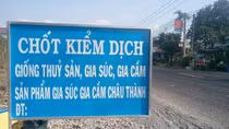 Kiên Giang tăng cường kiểm soát dịch tả heo châu Phi xâm nhập