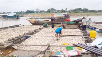 Hỗ trợ trên 12 tỷ đồng cho người nuôi cá bè trên sông La Ngà 