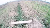 Hơn 1 nghìn gốc đào nguy cơ mất trắng trước ngày thu hoạch