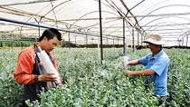 Thị trường hoa Tết chuẩn bị vào mùa