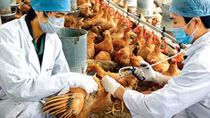 Chủ động phòng chống cúm gia cầm ở Sóc Trăng