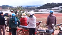 Nông dân khổ vì doanh nghiệp thuê đất không trả tiền