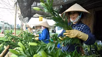 Chuyện mưu sinh trên đất ngàn hoa