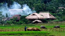 Vườn mẹ