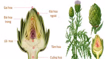 Atisô gắn liền với xu hướng sống xanh 