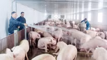 Nhiều hộ kinh doanh trở thành tỷ phú nhờ vốn của Agribank