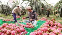 New Zealand hỗ trợ nông dân Việt Nam xuất khẩu thanh long