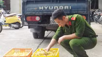 Thu giữ gần 12.500 con vịt giống Trung Quốc nhập lậu