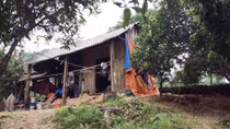 "Dị nhân" trồng rừng trên đảo Tò Vò