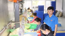 Thanh niên vượt khó, tạo việc làm cho nhiều lao động nghèo