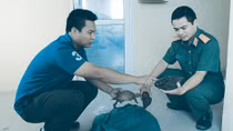 Bắt đối tượng vận chuyển trái phép 19 cá thể rùa