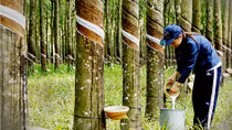Ngành cao su gặp khó khi phụ thuộc quá nhiều vào một thị trường 