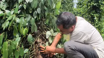 Điều tra vụ chặt phá vườn tiêu trị giá hàng trăm triệu đồng