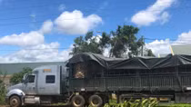 Lại phát hiện container vận chuyển cây gỗ “khủng” ra Bắc