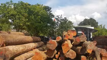 Khởi tố nguyên Phó Hạt trưởng kiểm lâm trong vụ gỗ Phượng “râu”