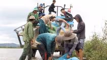 Vỡ đê bao Quảng Điền, hàng trăm người dân lại trầm mình cứu lúa