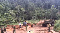 Phát hiện "kho" gỗ lậu cực khủng nằm ngay cửa rừng