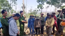 Phục hồi điều tra, khởi tố vụ chặt phá hơn 50 ha cây trồng 