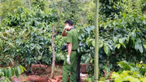 Nghi vấn người đàn ông tự tử trong rẫy cà phê