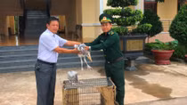 Cứu 2 cá thể chim quý hiếm giao Vườn Quốc gia Yok Đôn chăm sóc
