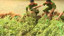 Thuê rẫy để trồng cần sa