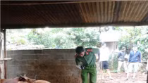 Dân hoang mang vì bò chết bí ẩn hàng loạt