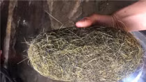 Mổ lợn, phát hiện “Trư cát” giá hàng chục triệu đồng