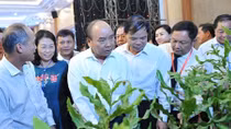 Phải đưa cây Mắc ca thành một trong những mặt hàng nông nghiệp mũi nhọn