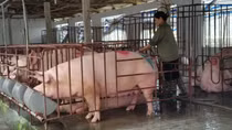 Tính đến cho vay ưu đãi để cấp đông, tích trữ thịt lợn