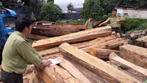 Khẩn trương điều tra, xử lý nghiêm đoàn xe vận chuyển gỗ trái phép