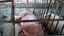 Nhiều nơi xuất hiện dịch tả lợn châu Phi