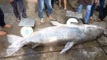 Cá tra dầu siêu khủng nặng 230kg vào nhà hàng 