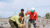 Phát động trồng rừng ngập mặn tại đồng bằng sông Cửu Long
